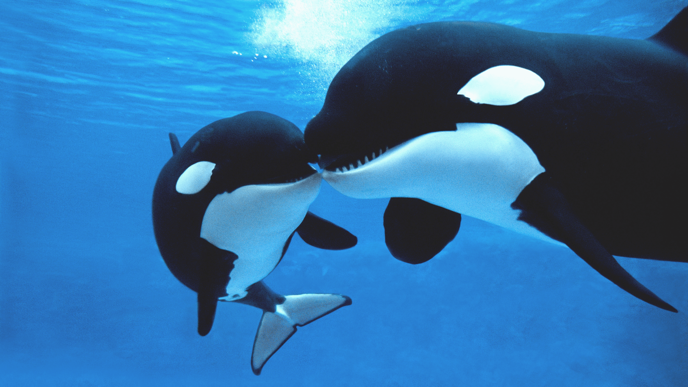 orcas in Gibraltar