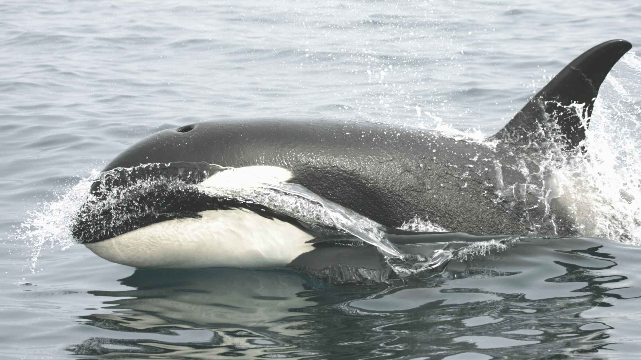 orcas portugal shore what to do