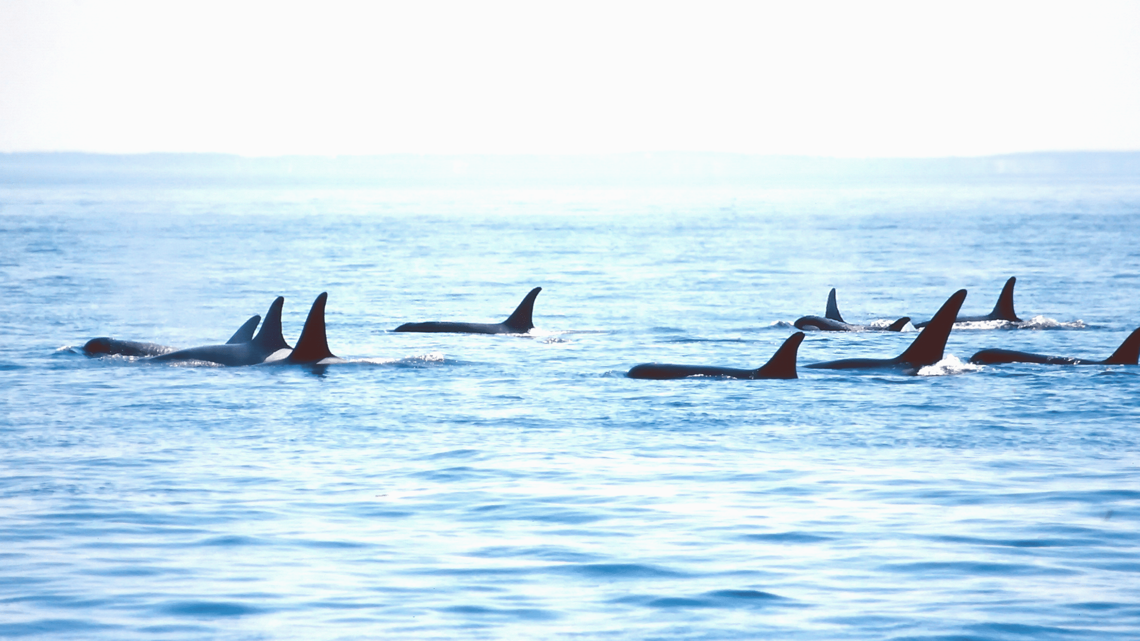 orcas portugal shore